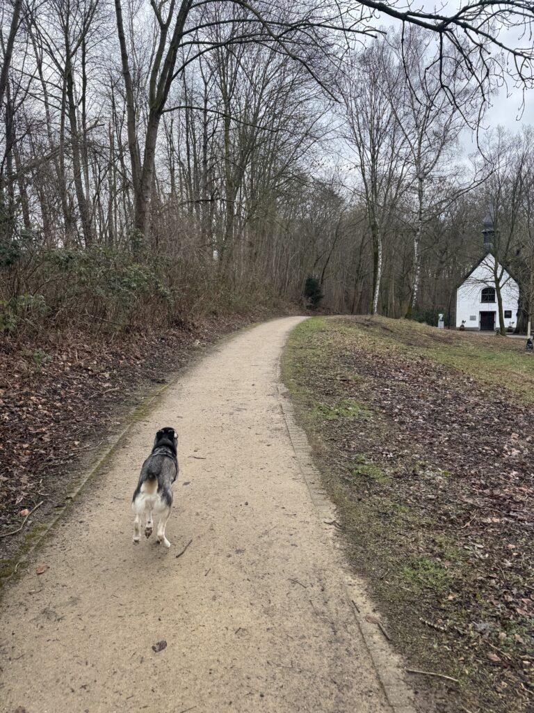 Revierpark Wischlingen Dortmund Hundetraining