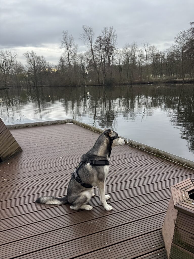 Revierpark Wischlingen mit Hund Wasserausblick