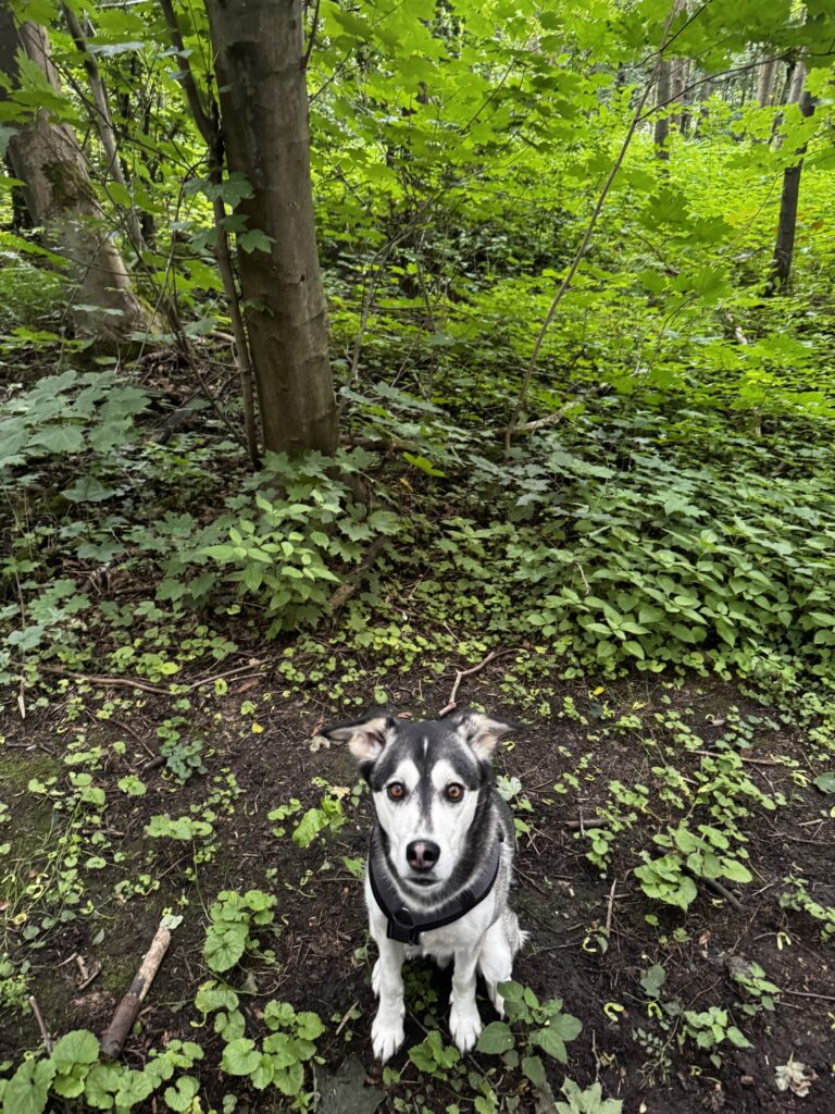 Rund um Schloss Westhusen finden Hundehalter aus Dortmund-Huckarde abwechslungsreiche Spazierwege und ideale Möglichkeiten für alltagsnahes Hundetraining.