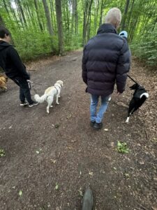 Social Walk Hunde laufen nebeneinander in Dortmund Oespel