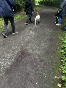 Hundetraining in Dortmund Oespel Hundebegegnung