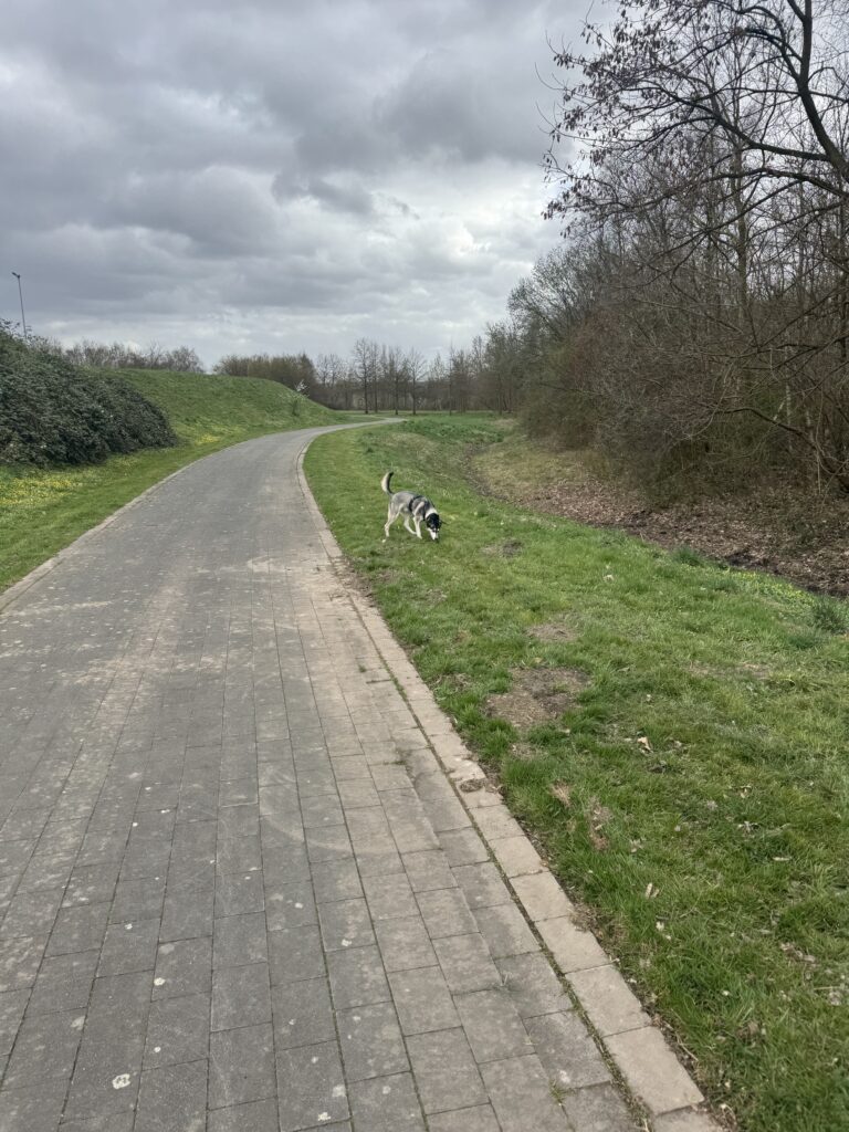 Spazieren mit den Hund am Sportplatz Dortmund Kirchlinde