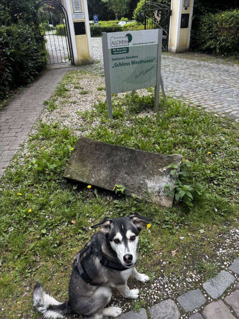 Die Wege rund um Schloss Westhusen eignen sich hervorragend, um Leinenführigkeit, Orientierung und entspannte Hundebegegnungen im Alltag zu trainieren.