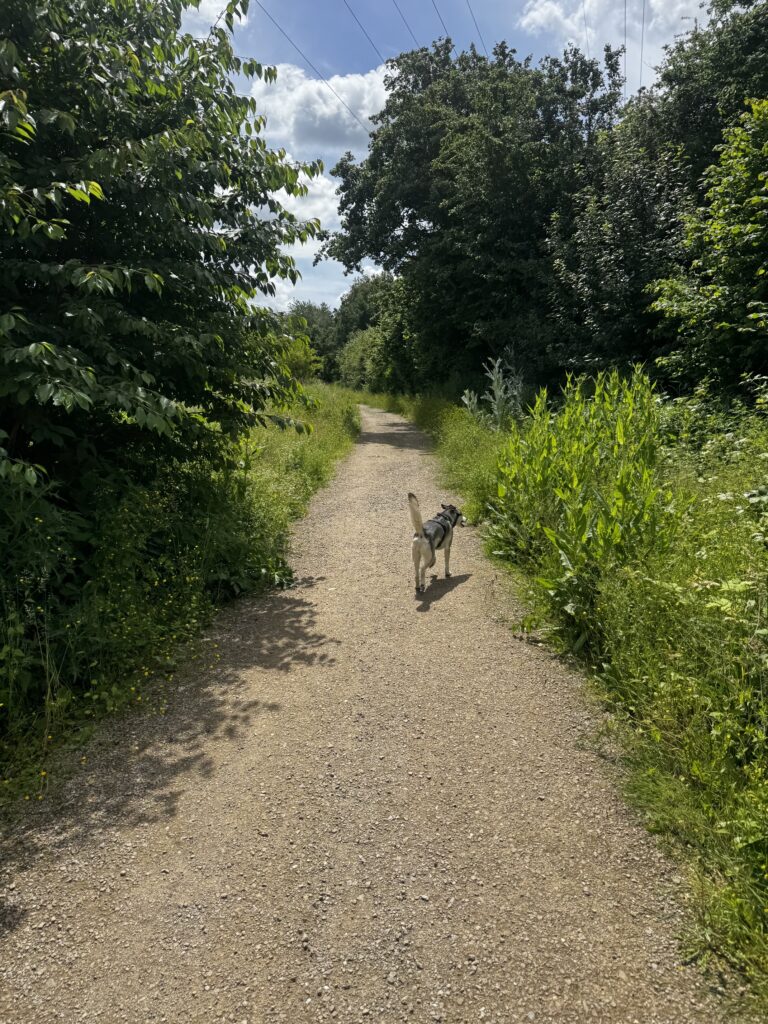 Die Wege rund um In der Oeverscheidt in Dortmund-Oespel eignen sich hervorragend für entspannte Spaziergänge und alltagsnahes Hundetraining.