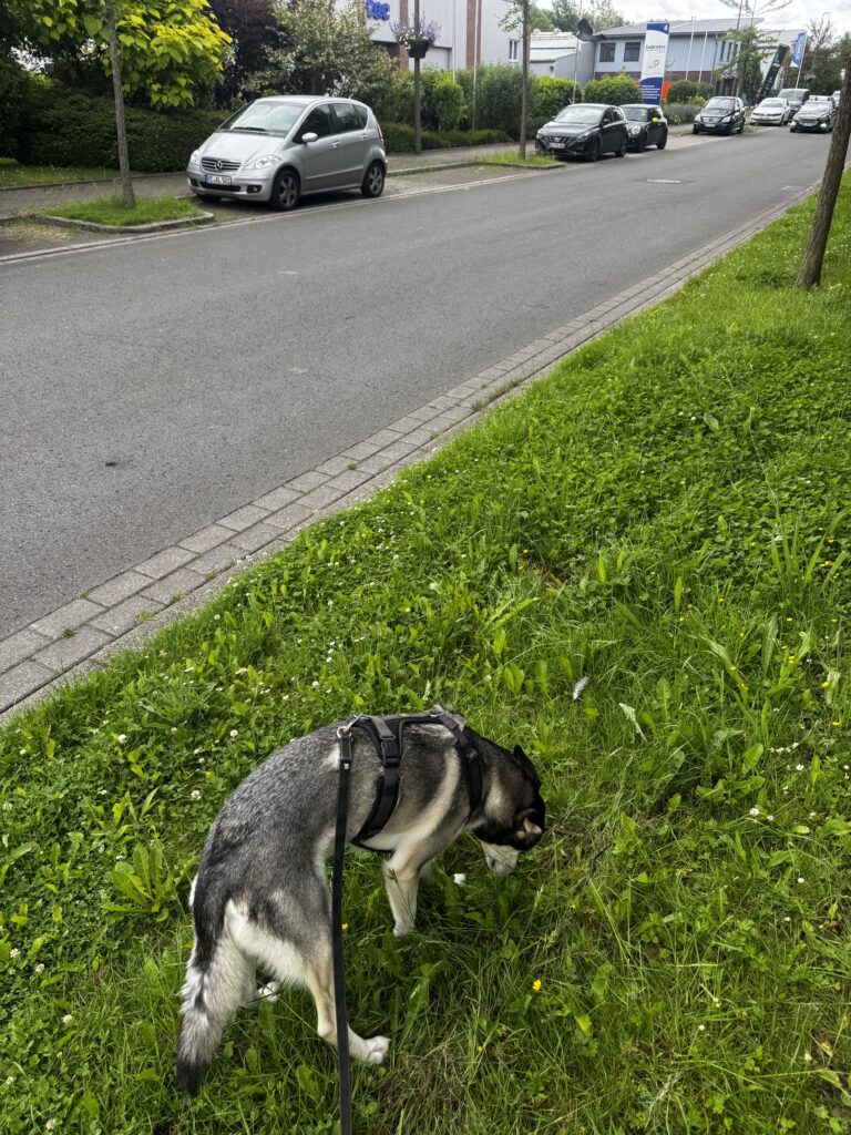 Die Umgebung der Kokerei Hansa eignet sich hervorragend, um Alltagssituationen, Orientierung und entspannte Hundebegegnungen in unterschiedlichen Umgebungen zu trainieren.