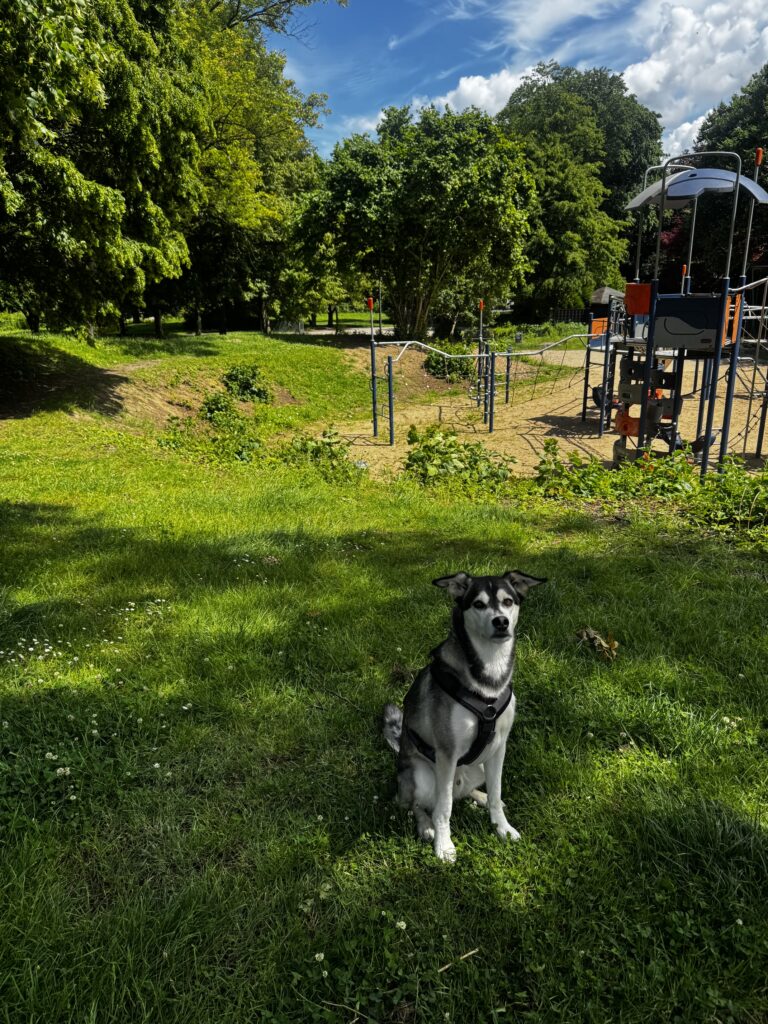 Der Steinhammer Park bietet abwechslungsreiche Wege und Grünflächen, die sich ideal für Leinenführigkeit, Orientierung und entspanntes Hundetraining im Alltag eignen.