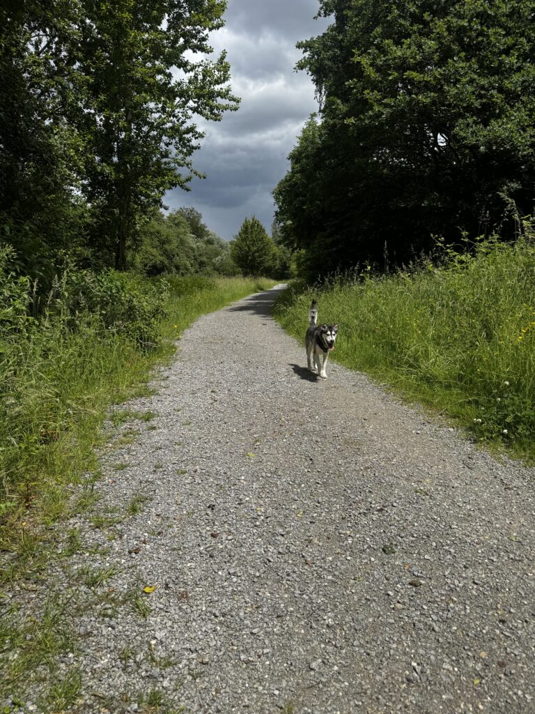 Die ruhigen Wege rund um In der Oeverscheidt werden von vielen Hundehaltern aus Dortmund-Oespel für gemeinsame Spaziergänge und Trainingseinheiten genutzt.