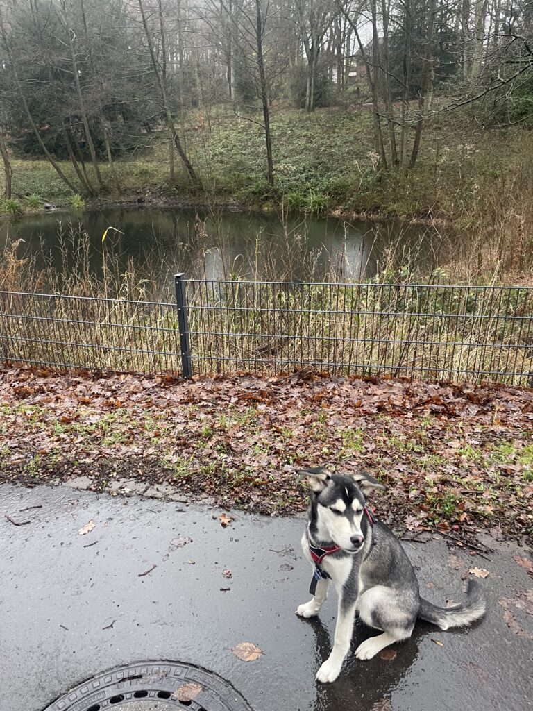 Volksgarten mit Hund spazieren gehen