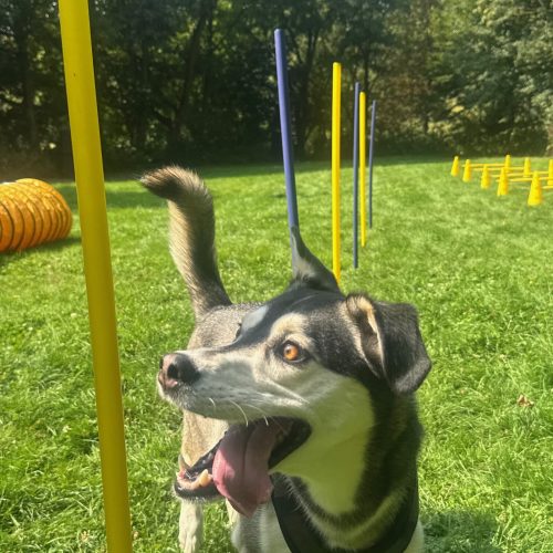 Fokusarbeit mit Slalom in der Hundeschule