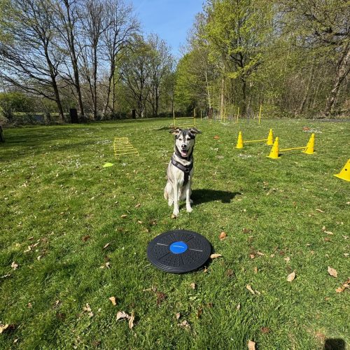 Floyd zeigt auf dem Hundeplatz von FitHund die Balance Übung.