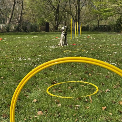 Floyd zeigt auf dem Hundeplatz von FitHund die Slalom Übung.