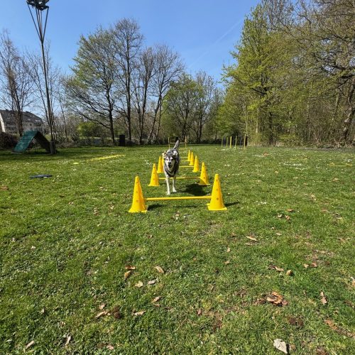 Floyd zeigt auf dem Hundeplatz von FitHund die Sprung Übung.