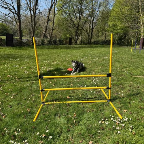 Floyd zeigt auf dem Hundeplatz von FitHund den großen Hürdensprung.