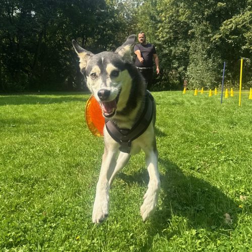 Hundeschule Dortmund Floyd läuft durch Tunnel
