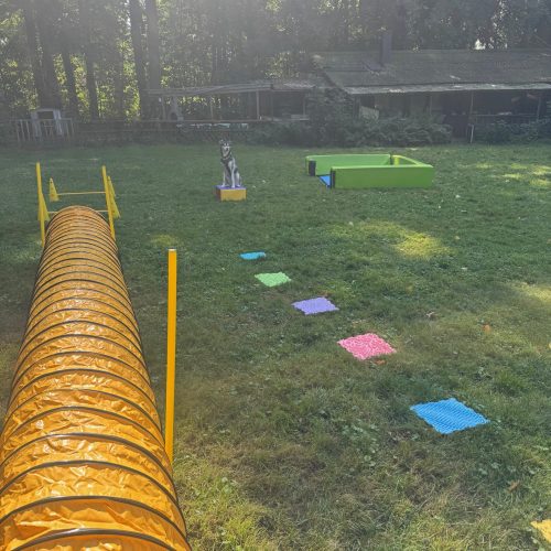 Welpenschule Welpentraining Dortmund